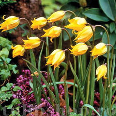 Ladita 400 bulbi de lalea SPECIE TULIPA Sylvestris