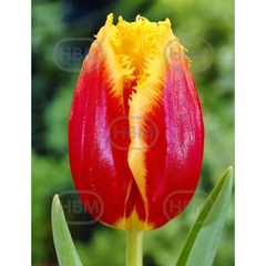 Ladita 800 bulbi de lalea FRINGED TULIPA Tiano