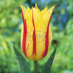 Bulbi de lalea Bayside Flame, 5 bulbi