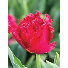 Ladita 700 bulbi de lalea FRINGED TULIPA Versaci