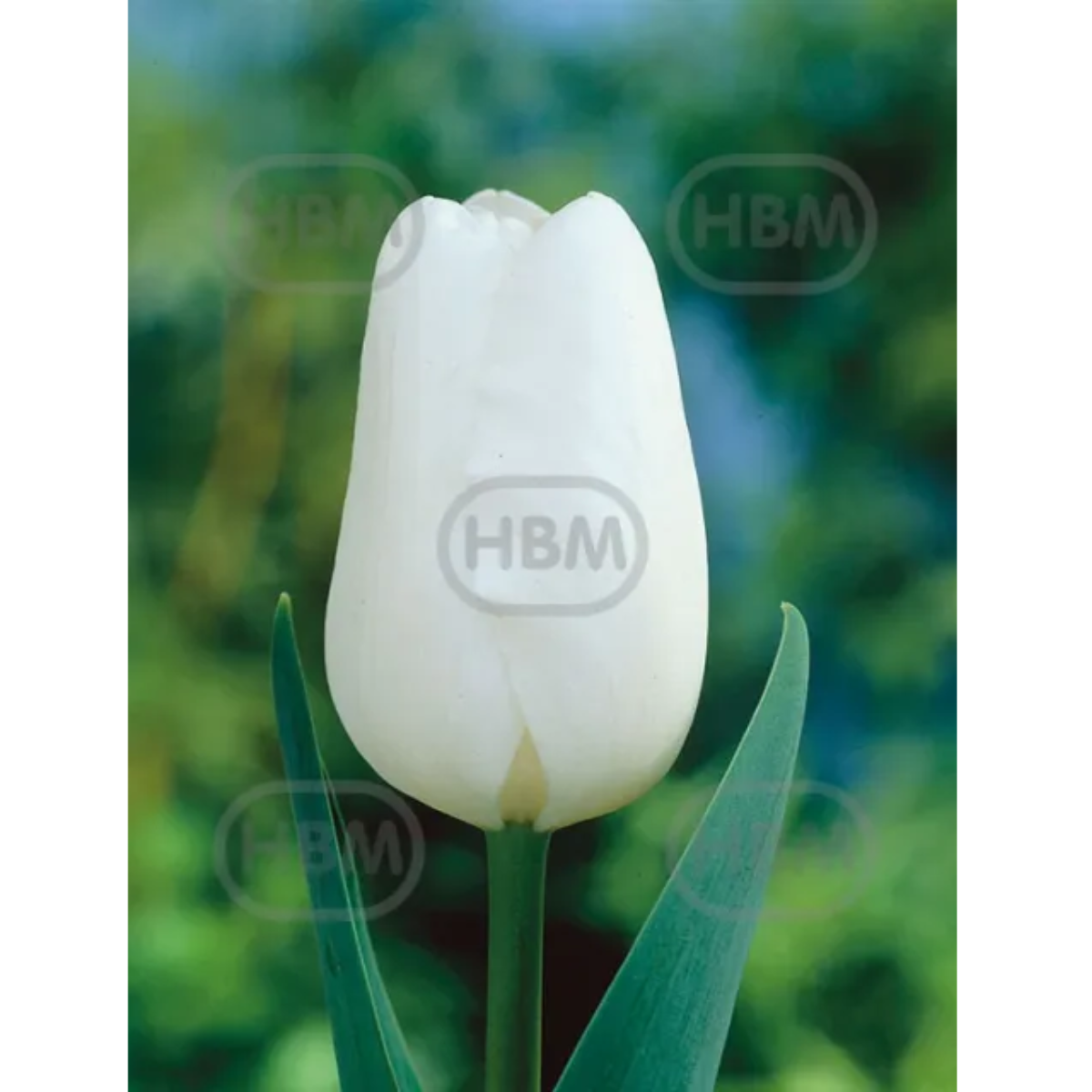 Ladita 500 bulbi de lalea SINGLE EARLY TULIPA White Prince