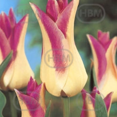 Bulbi de lalea Elegant Lady, 5 bulbi