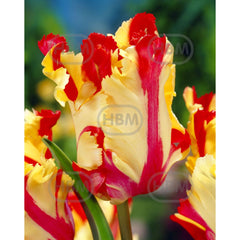 Bulbi de lalea Flaming Parrot, 5 bulbi