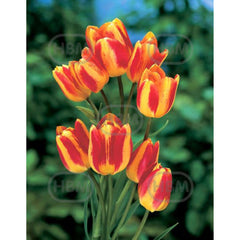 Bulbi de lalea Florette, 5 bulbi