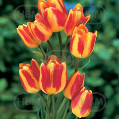 Bulbi de lalea Florette, 5 bulbi