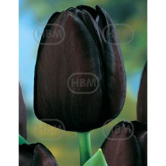Bulbi de lalea Queen of Night, 5 bulbi