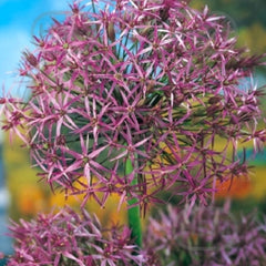 Ladita 200 bulbi de ceapa decorativa ALLIUM Christophii Albopilosum