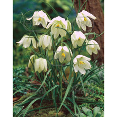 Ladita 2500 bulbi de lalea pestrita SPECIES FRITILLARIA Meleagris Alba