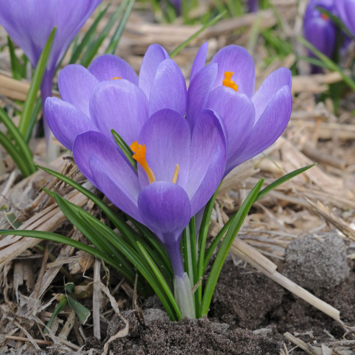 Ladita 2450 bulbi de brandusa (CROCUS) Aqua