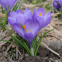 Ladita 2450 bulbi de brandusa (CROCUS) Aqua