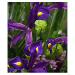 Ladita 1250 bulbi HOLLANDICA IRIS Hong Kong