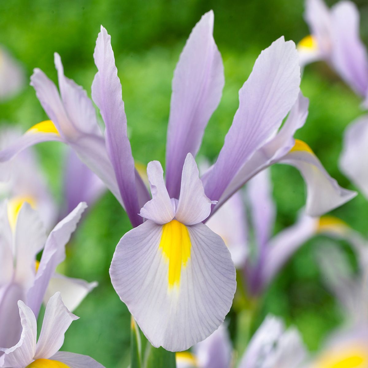 Ladita 1250 bulbi HOLLANDICA IRIS King Mauve