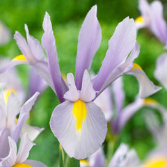Ladita 1250 bulbi HOLLANDICA IRIS King Mauve
