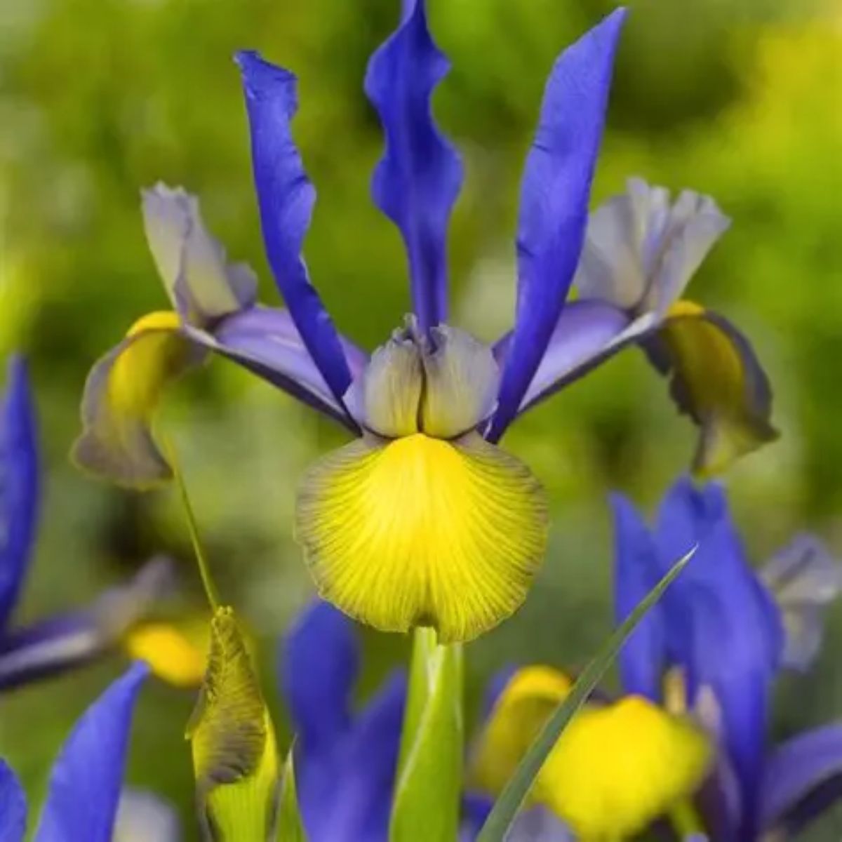 Ladita 100 bulbi HOLLANDICA IRIS Miss Saigon, 1, hectarul.ro
