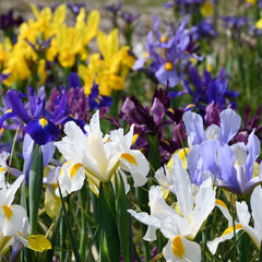 Ladita 200 bulbi HOLLANDICA IRIS Mix