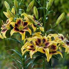 Ladita 38 bulbi de crin ASIATIC LILIUM Pieton