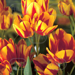 Bulbi de lalea Colour Spectacle, 5 bulbi
