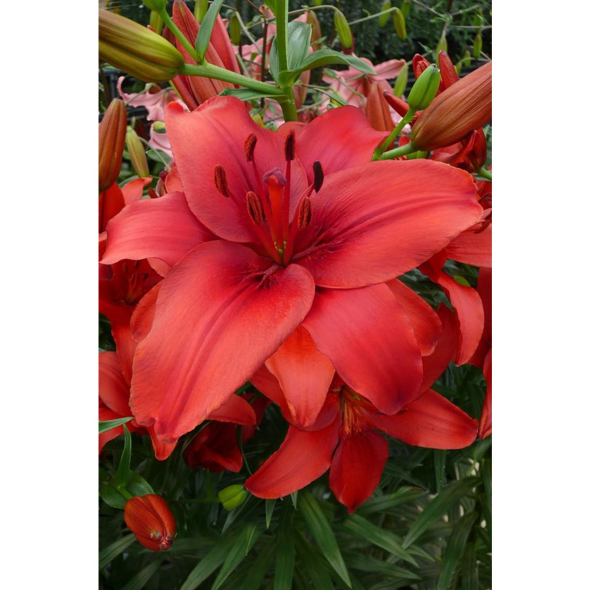 Ladita 140 bulbi de crin ASIATIC LILIUM Red Highland