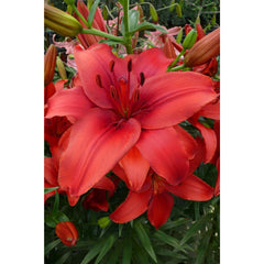 Ladita 140 bulbi de crin ASIATIC LILIUM Red Highland