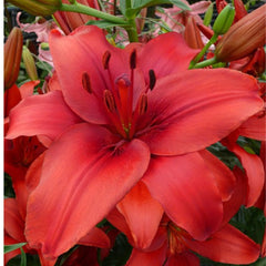 Ladita 140 bulbi de crin ASIATIC LILIUM Red Highland