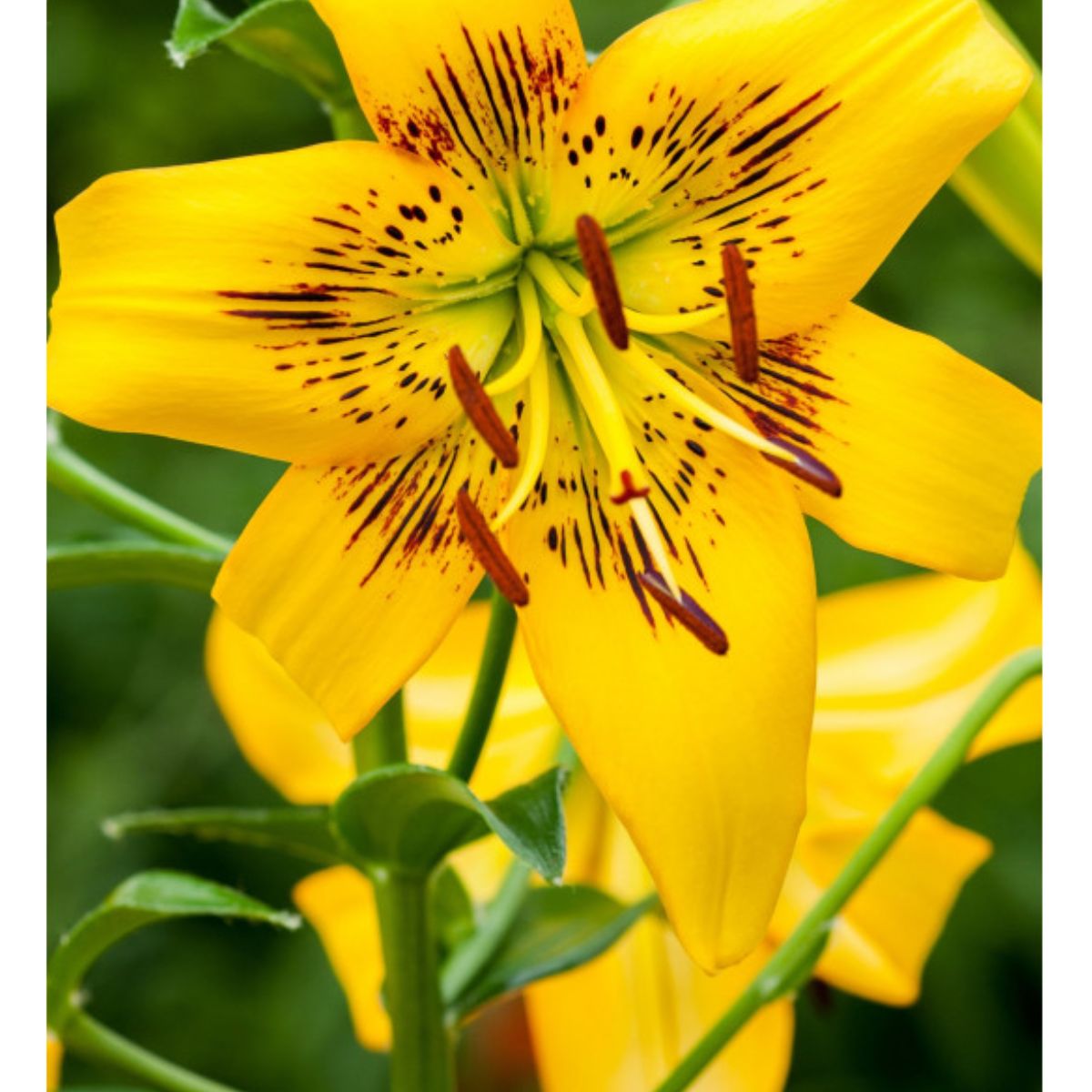Ladita 50 bulbi de crin ASIATIC LILIUM Yellow Bruse