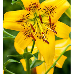 Ladita 50 bulbi de crin ASIATIC LILIUM Yellow Bruse