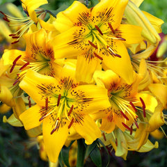 Ladita 50 bulbi de crin ASIATIC LILIUM Yellow Bruse