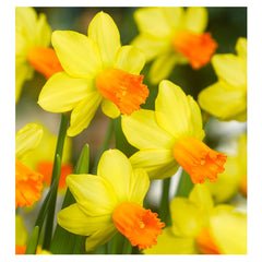 Ladita 120 bulbi de narcisa CYCLAMINEUS NARCISSUS Jetfire