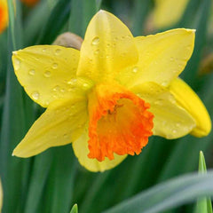 Ladita 120 bulbi de narcisa CYCLAMINEUS NARCISSUS Jetfire