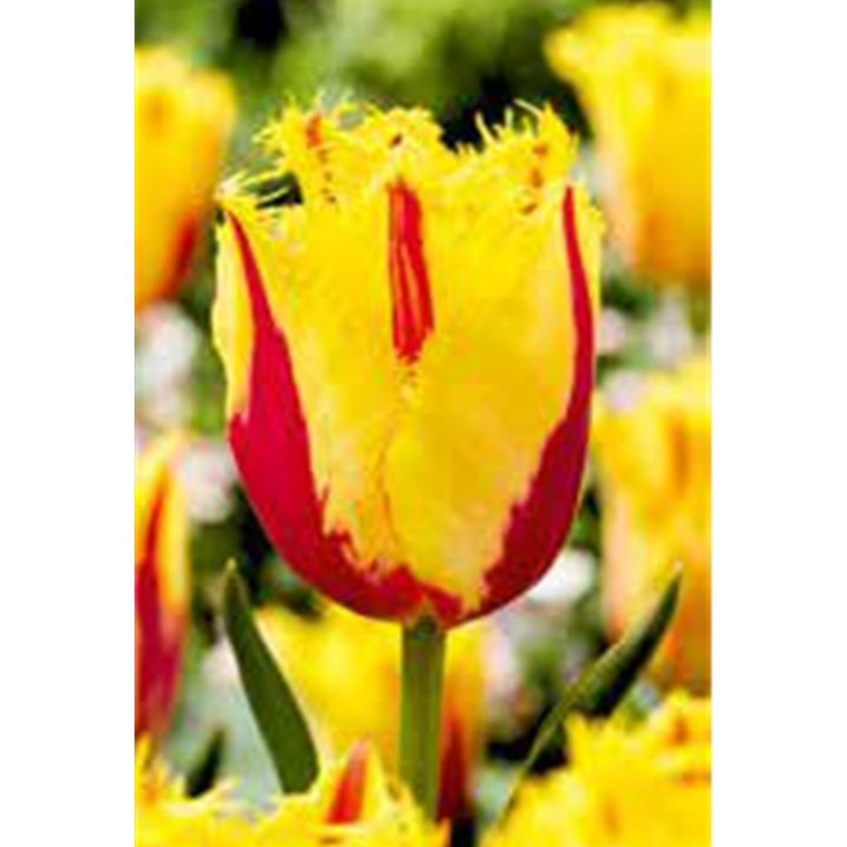 Ladita 365 bulbi de lalea FRINGED TULIPA Party Clown