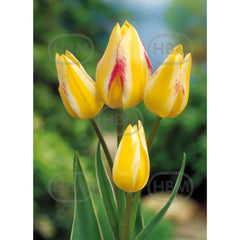 Bulbi de lalea Antoinette, 5 bulbi