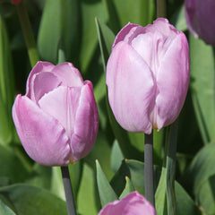 Ladita 400 bulbi de lalea TRIUMPH TULIPA Alibi