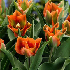 Ladita 700 bulbi de lalea VIRIDIFLORA TULIPA Artist