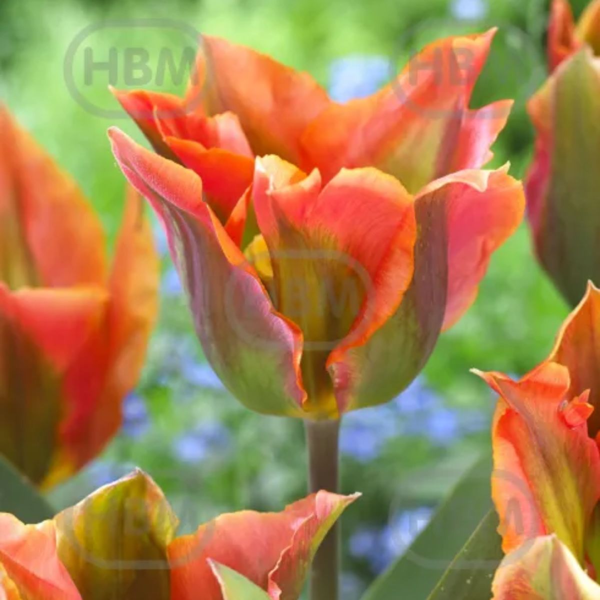 Ladita 700 bulbi de lalea VIRIDIFLORA TULIPA Artist, 1, hectarul.ro