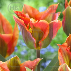 Ladita 700 bulbi de lalea VIRIDIFLORA TULIPA Artist