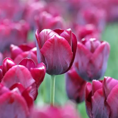 Ladita 800 bulbi de lalea TRIUMPH TULIPA Ronaldo Unique