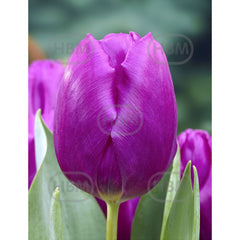 Bulbi de lalea Purple Prince, 5 bulbi