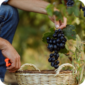 Vinificație (Oenologie)