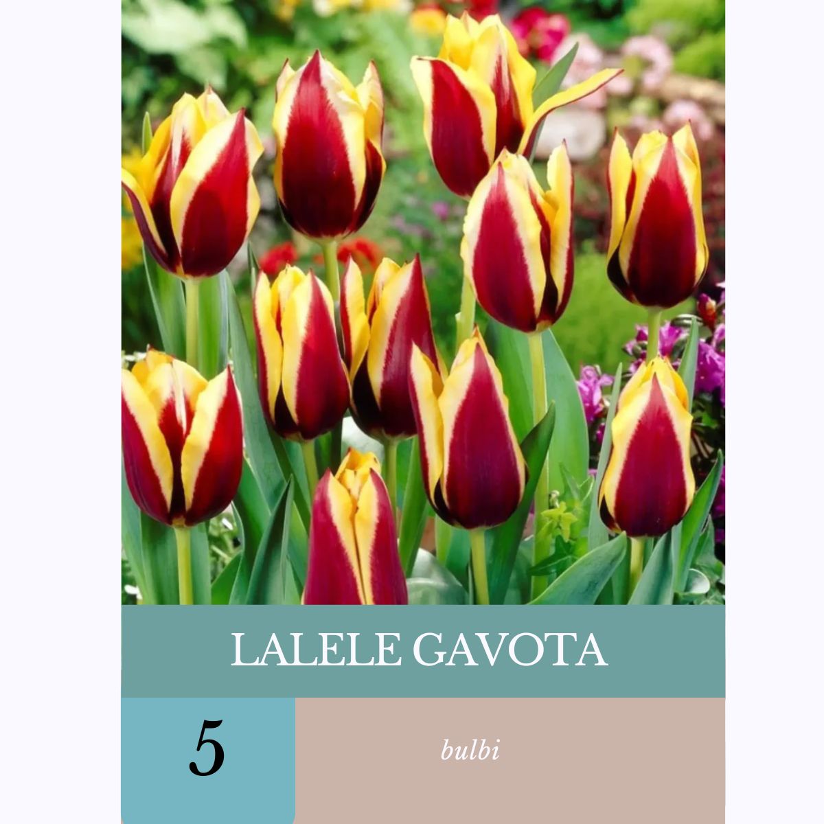 Bulbi de lalele Gavota, 5 bulbi, 1, hectarul.ro