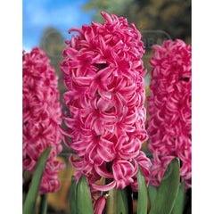 Bulbi de zambile Pink Pearl, 3 bulbi
