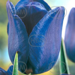 Bulbi de lalea Bleu Aimable, 5 bulbi