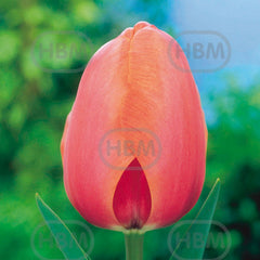 Bulbi de lalea Apricot Impression, 5 bulbi