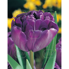 Bulbi de lalea Blue Diamond, 5 bulbi
