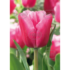 Bulbi de lalea Jumbo Pink, 5 bulbi