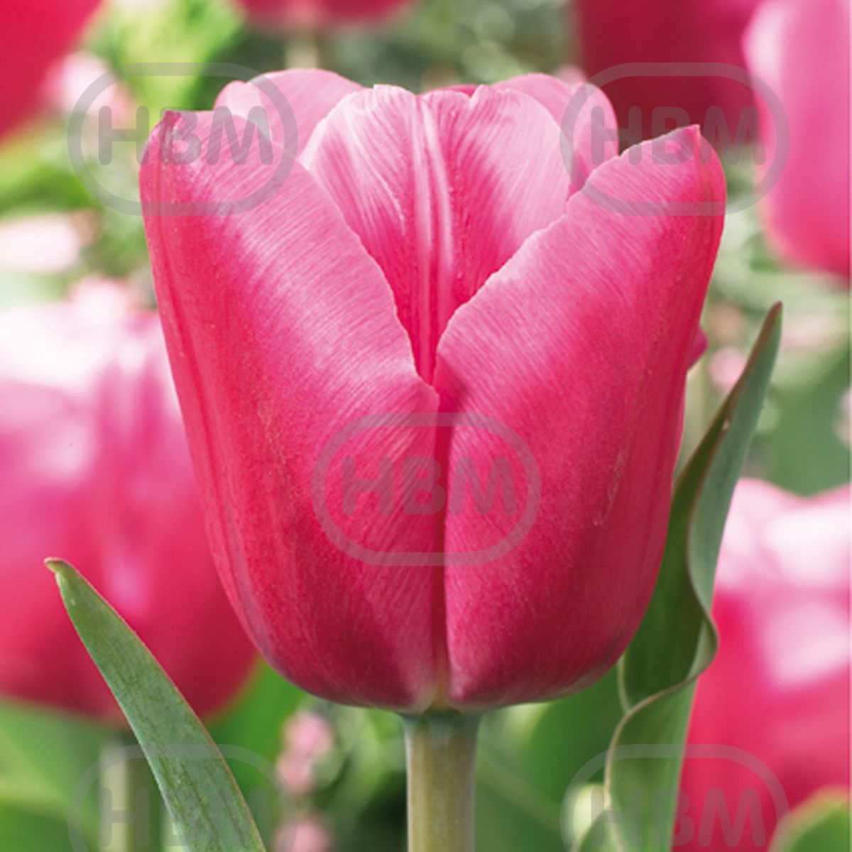 Bulbi de lalea Jumbo Pink, 5 bulbi