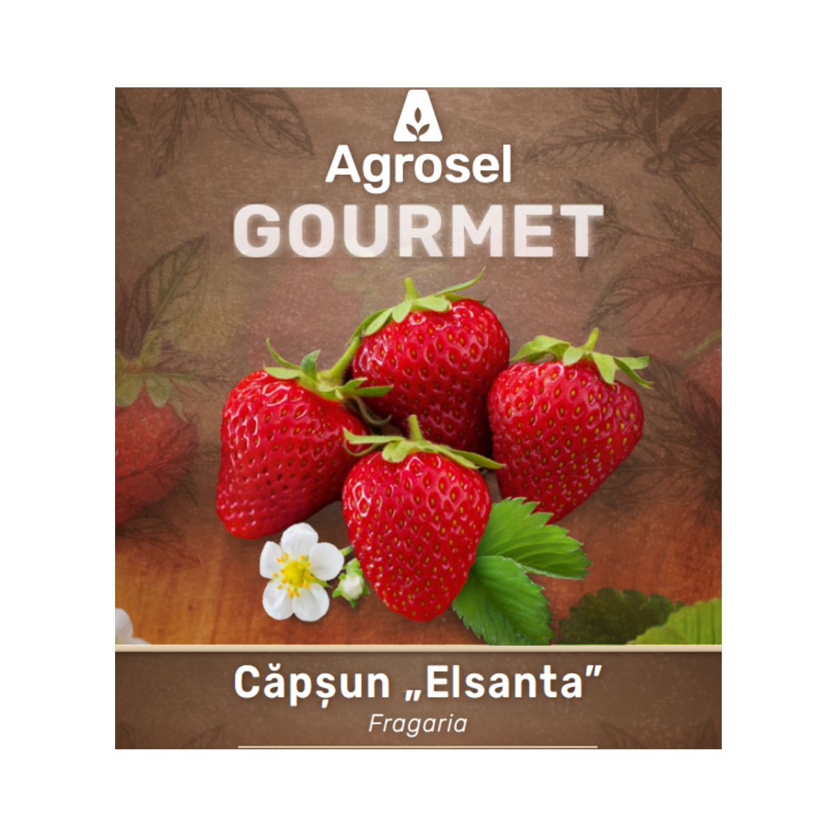 Set 3 Stoloni Căpșun „Elsanta”, Agrosel, 2, hectarul.ro