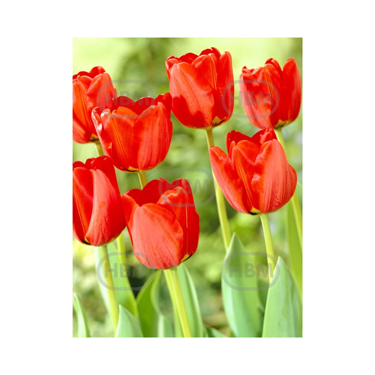 Bulbi Lalea Apeldoorn - cutie 200 bulbi