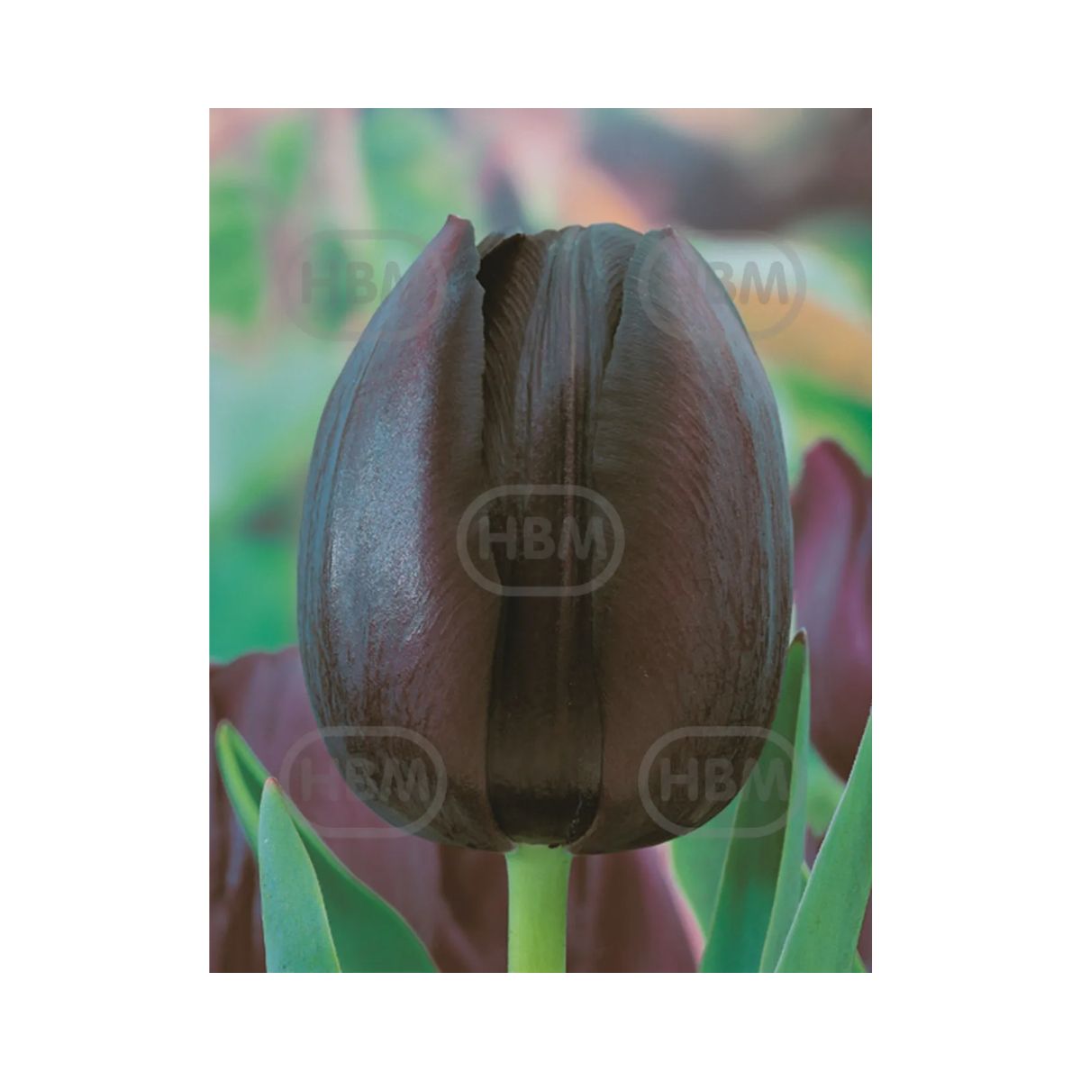 Bulbi Lalea Cafe Noir - cutie 200 bulbi, 1, hectarul.ro