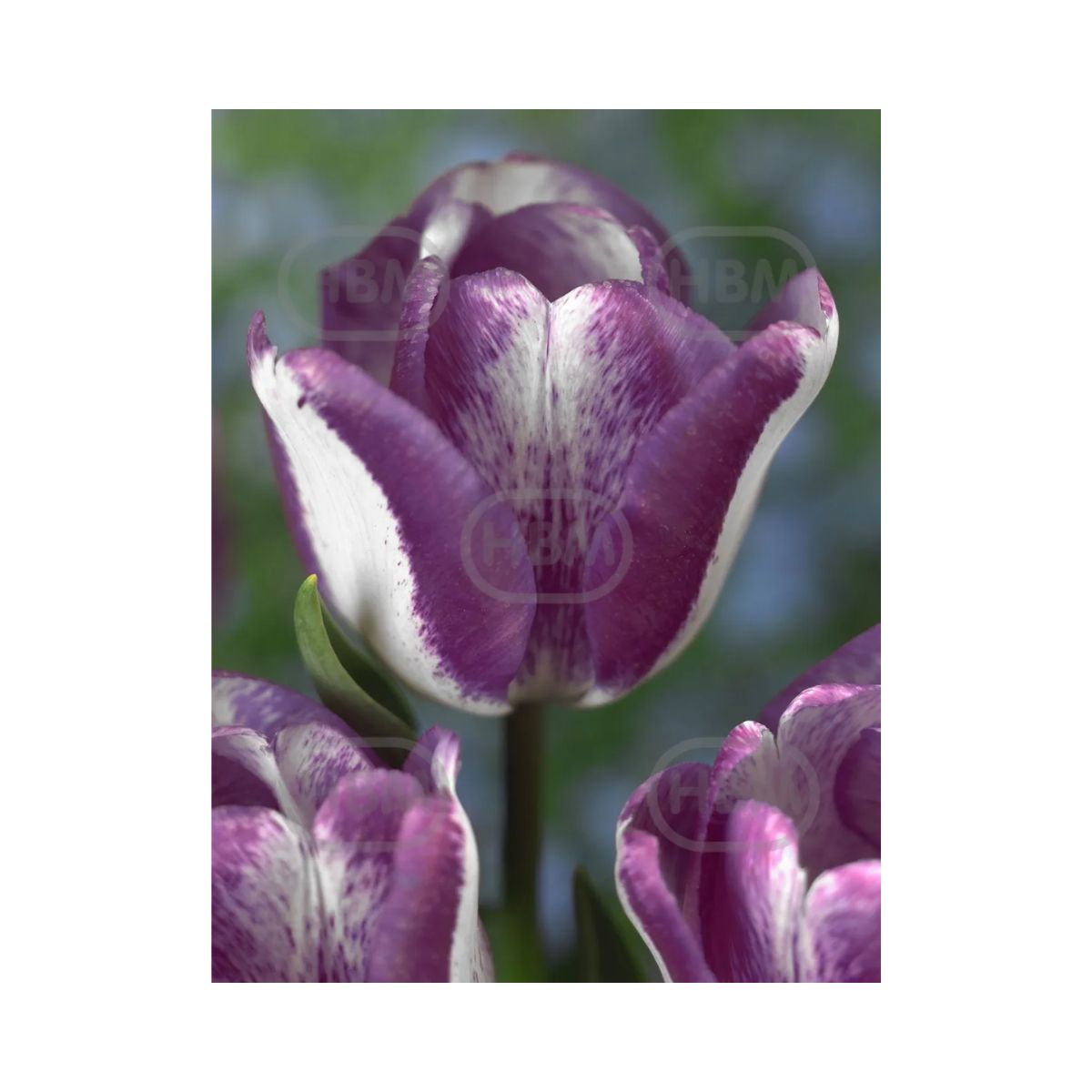 Bulbi Lalea Hotpants - cutie 200 bulbi, 1, hectarul.ro