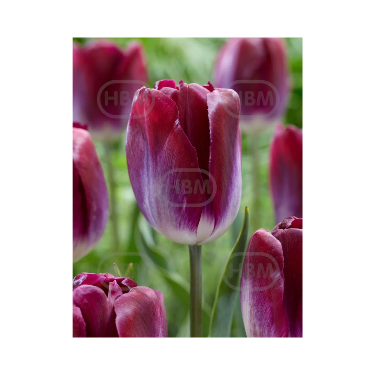 Bulbi Lalea kansas proud - cutie 200 bulbi, 1, hectarul.ro